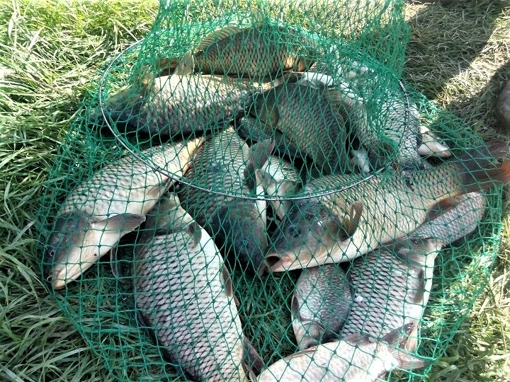 Crap mai mic de 1,3 kg bucata retinut neregulamentar pe Lacul Boteni 1 in anul 2019